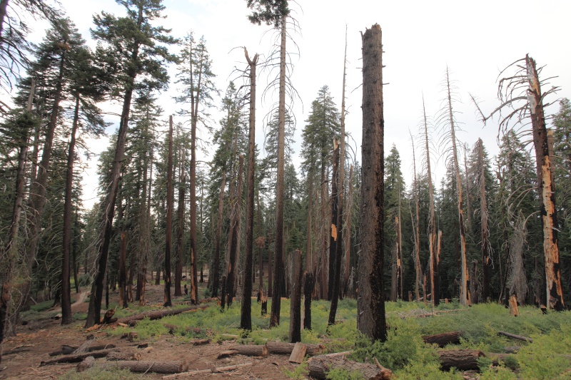 IMG_5399R 乾燥気味で標高が高くて木が巨大だからか、落雷による山火事が後を絶たないそうな。<BR>
そのお陰で全米で一番空気が汚れている国立公園だと言われているそうです。