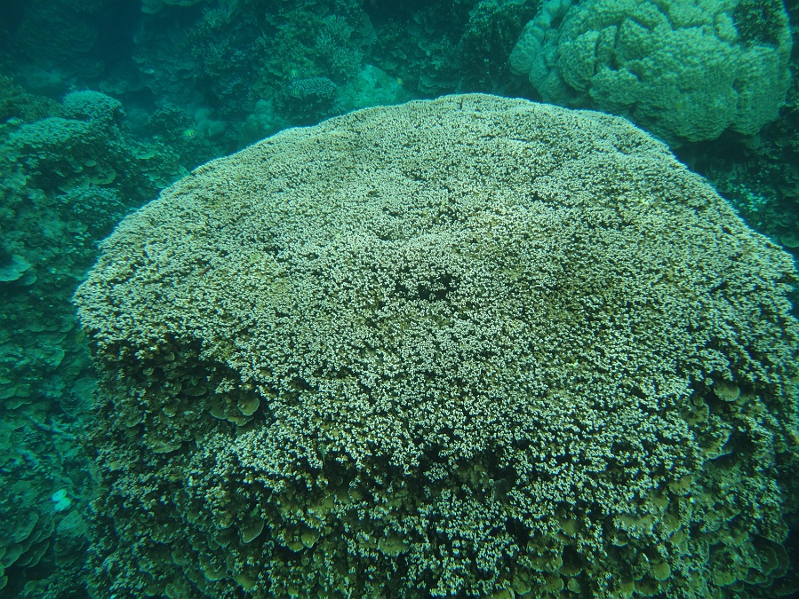 DSC00043 天気が悪くたって水中に入ってしまえばあんまり関係ないのです。<BR>
眼下には資料映像のような巨大な珊瑚礁。