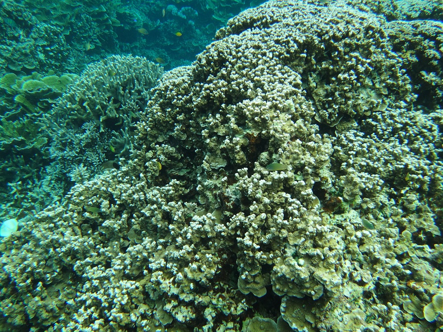 DSC00047 珊瑚礁と熱帯魚たちの共演。ほとんどディスカバリーチャンネルレベル。<BR>
パラオが地球最強のダイビングスポットと言われるのもうなずけます。