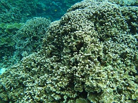 DSC00047 珊瑚礁と熱帯魚たちの共演。ほとんどディスカバリーチャンネルレベル。