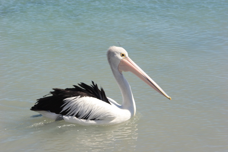 IMG_6974 なんだか大きな鳥が水面を漂っているなぁと見ると、なんとペリカン。<BR>
何気なく登場しちゃうところが凄い。