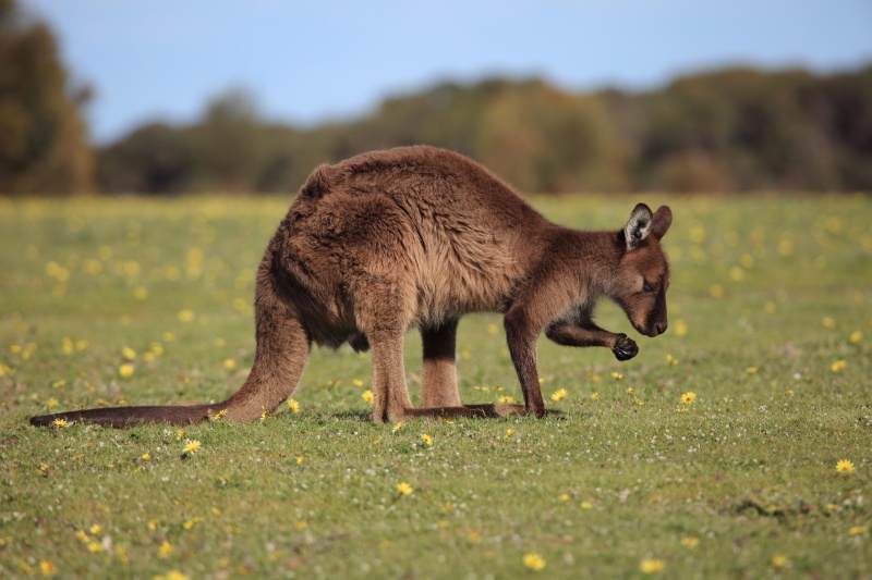 IMG_1483R コアラを後にすると今度はカンガルー。カンガルーは道ばたに転がっているのはよく見ますが、<BR>
日中にガッチリ遭遇する機会は意外にも少ないんですよね。