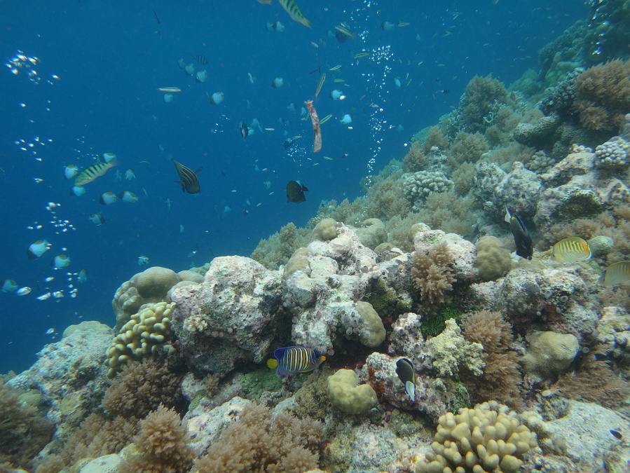 DSC00508 水族館の水槽中に作り込まれたかのようなサンゴと熱帯魚たちですが、<BR>
あくまで手つかずの自然だっていうんだから驚嘆するほかありません。