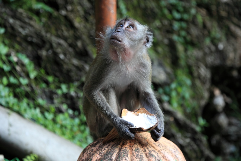 IMG_0094R 洞窟に通じる階段にはお猿さんが多数出没し、エサをくれないか虎視眈々と狙っています。