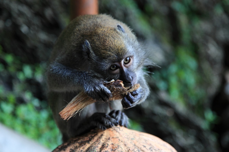 IMG_0098R どこからかココナツをゲットしてきたお猿さん、周りを気にせず食べるのに一生懸命。<BR>
ガードが甘くなったところで接近してベストショットを頂いてきましたよ。